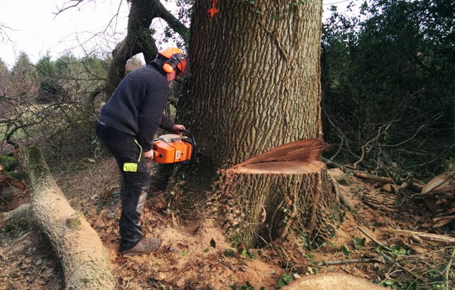 Abattage d'arbre
