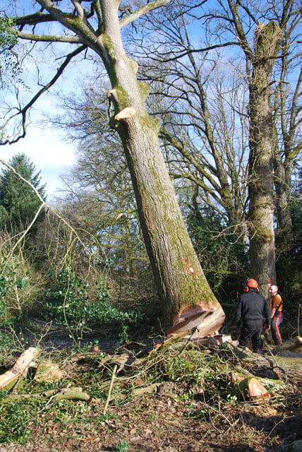 Abattage d'arbre