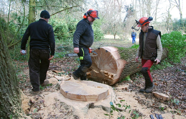 Abattage d'arbre