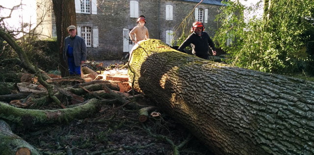 Abattage d'arbre